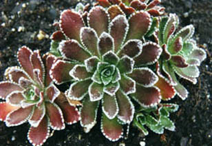Saxifraga paniculata